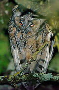 Long-eared Owl