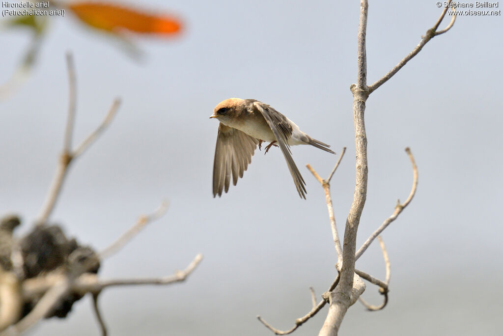 Hirondelle ariel