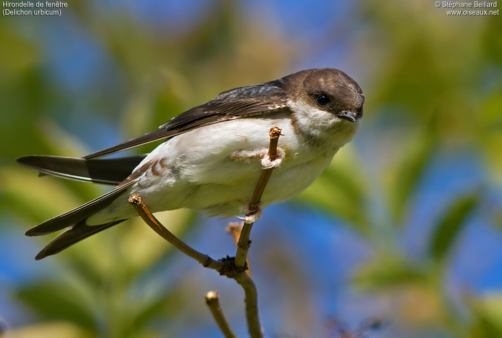 Hirondelle de fenêtre