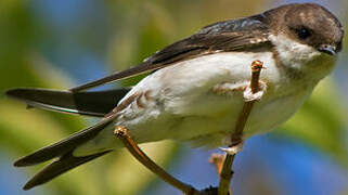 Western House Martin