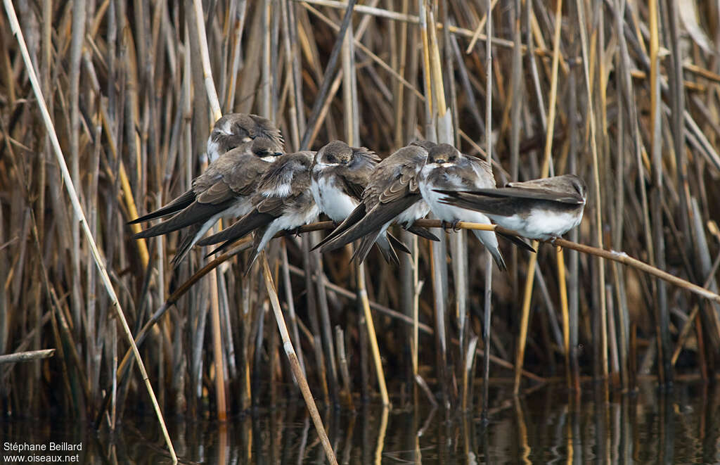 Hirondelle de rivage, habitat, Comportement