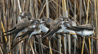 Sand Martin