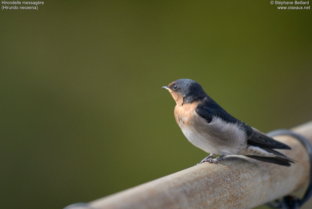 Hirondelle messagère