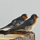 Hirondelle messagère