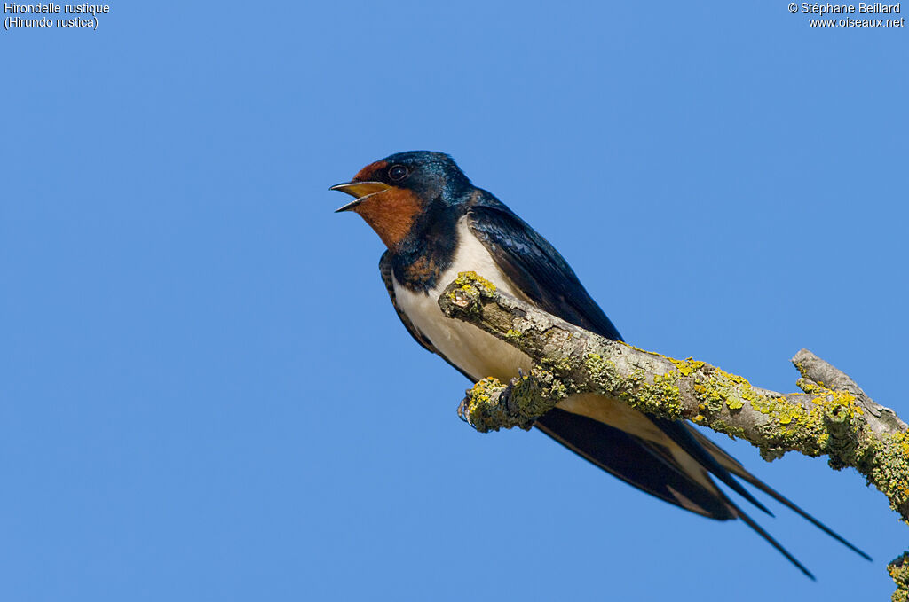 Barn Swallow