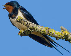 Barn Swallow