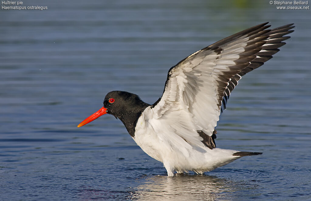 Eurasian Oystercatcher