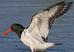 Eurasian Oystercatcher