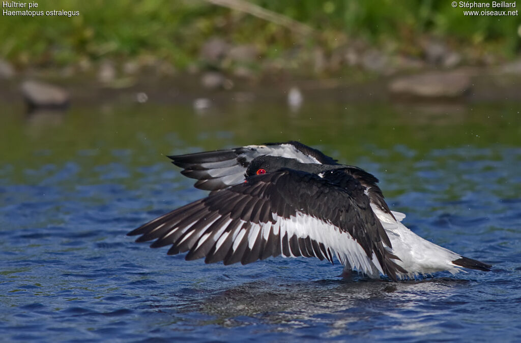 Eurasian Oystercatcher