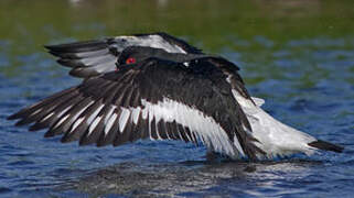 Eurasian Oystercatcher