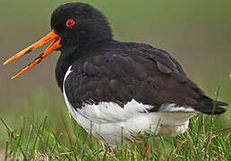 Eurasian Oystercatcher