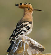 Eurasian Hoopoe