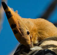 Eurasian Hoopoe