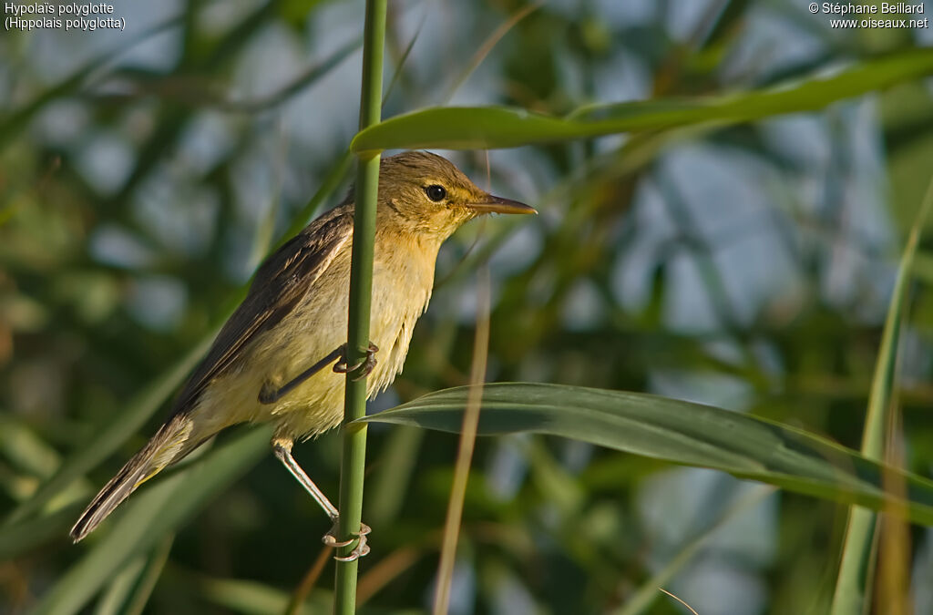 Melodious Warbler