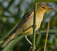 Melodious Warbler