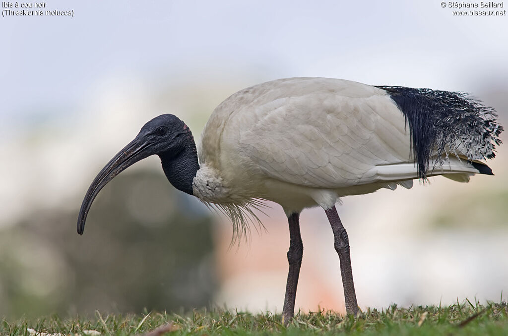 Ibis à cou noir