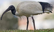 Ibis à cou noir