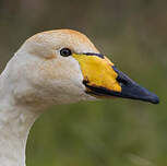 Cygne chanteur