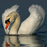 Cygne tuberculé