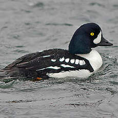 Garrot d'Islande