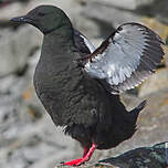 Guillemot à miroir