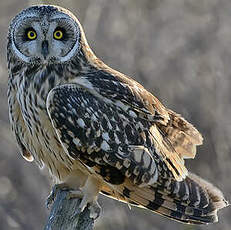 Hibou des marais