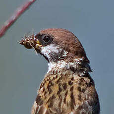 Moineau friquet