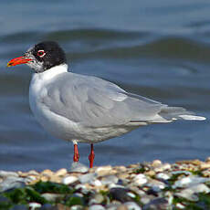 Mouette mélanocéphale