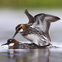 Phalarope à bec étroit