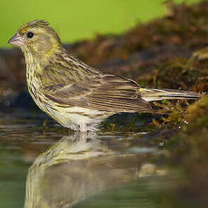 Serin cini