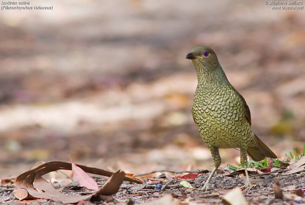 Satin Bowerbird female adult