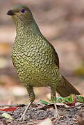 Satin Bowerbird