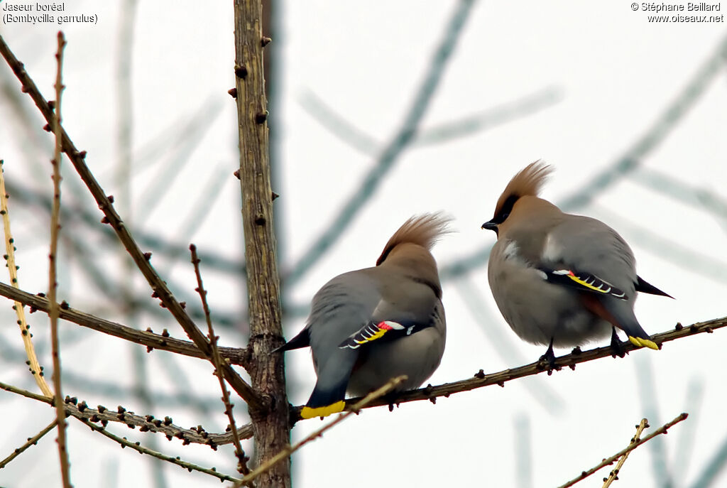 Bohemian Waxwing