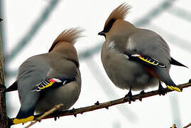 Bohemian Waxwing