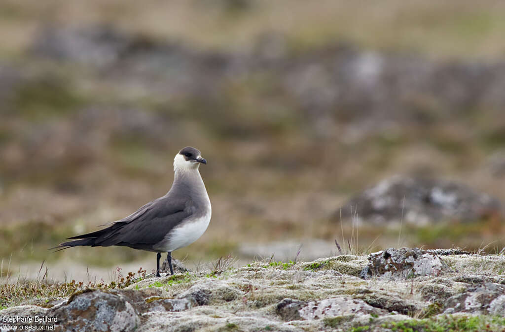 Parasitic Jaeger male adult breeding, identification