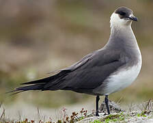 Parasitic Jaeger