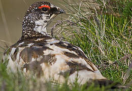 Rock Ptarmigan