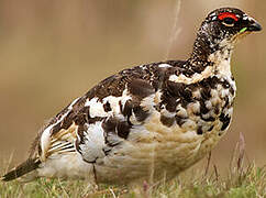 Rock Ptarmigan