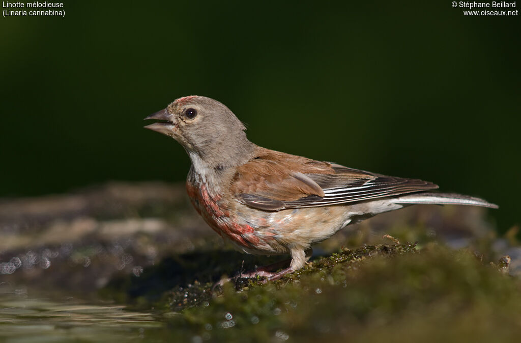 Linotte mélodieuse