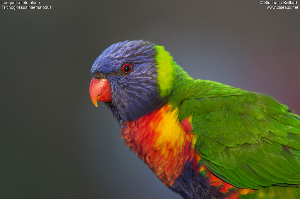 Coconut Lorikeet