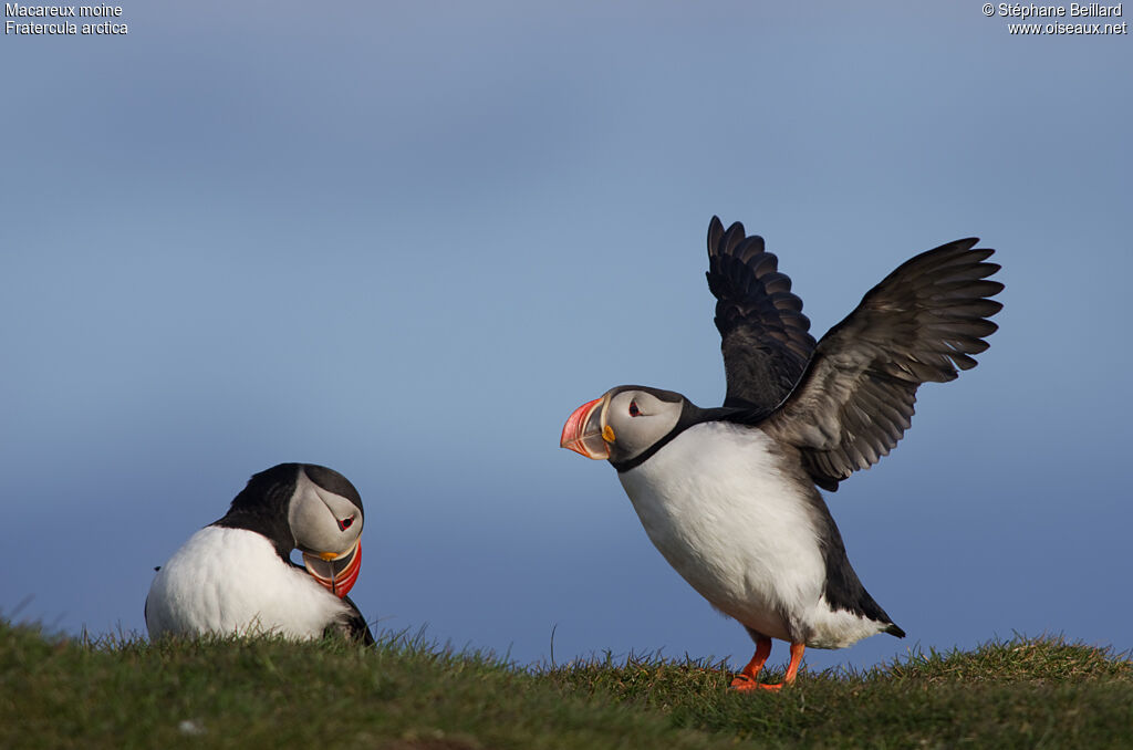 Atlantic Puffinadult