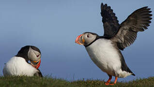 Atlantic Puffin