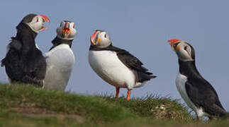 Atlantic Puffin