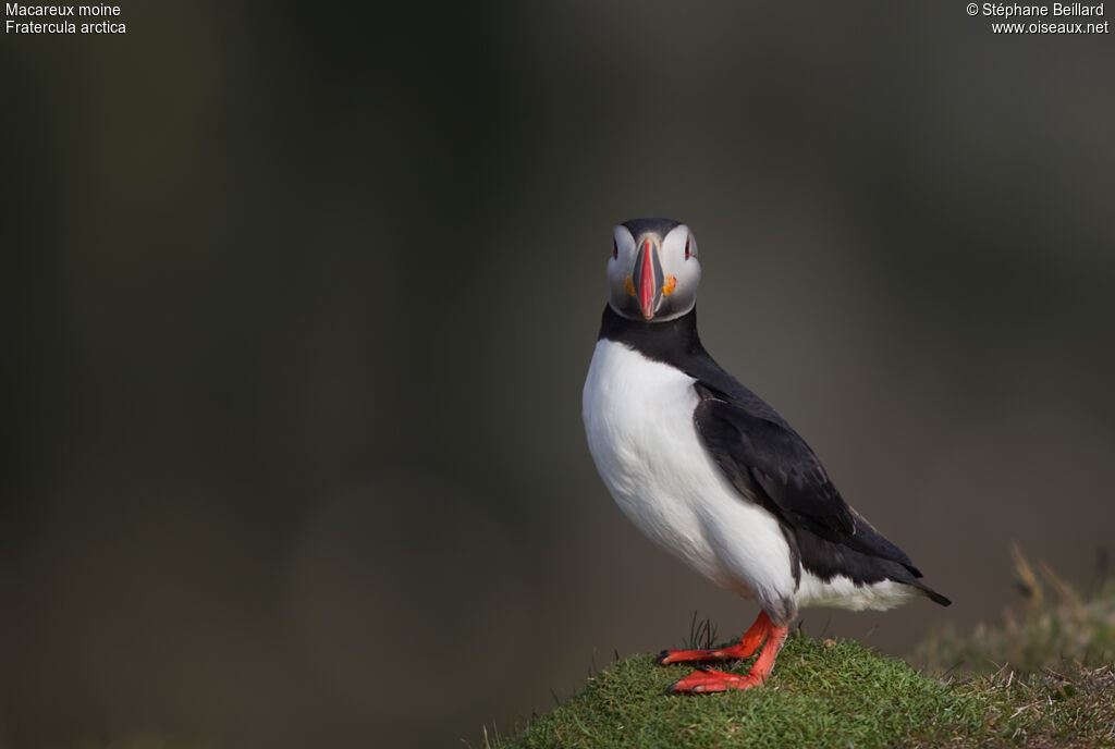 Atlantic Puffinadult