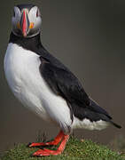 Atlantic Puffin