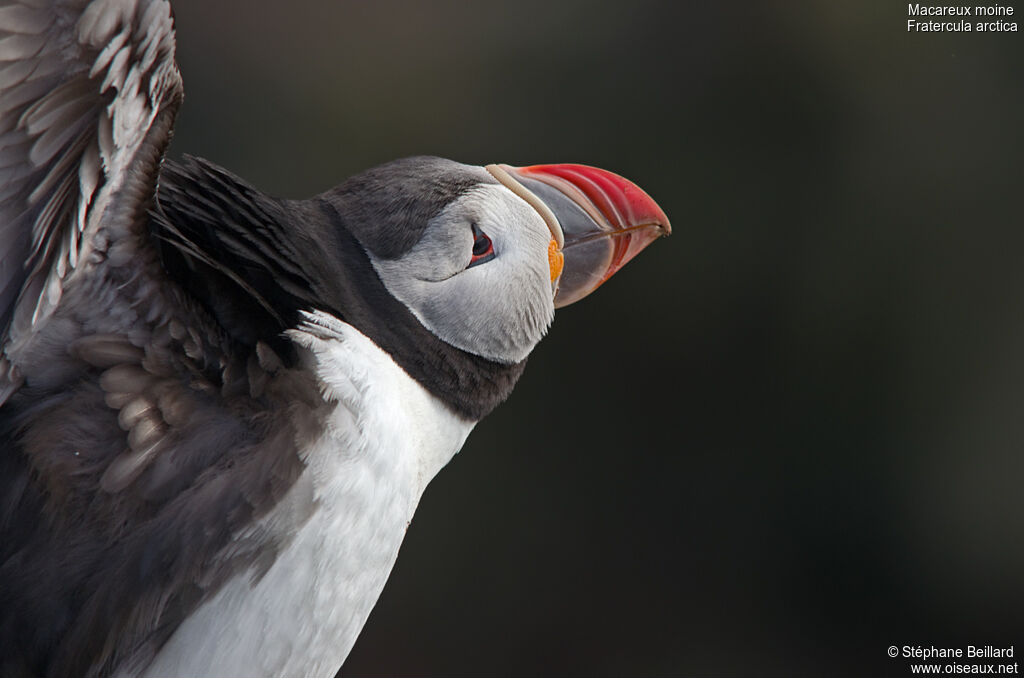 Atlantic Puffinadult