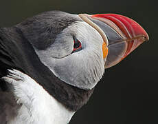 Atlantic Puffin