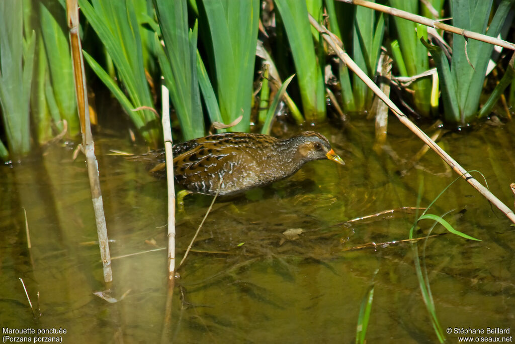 Spotted Crake