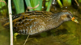 Spotted Crake