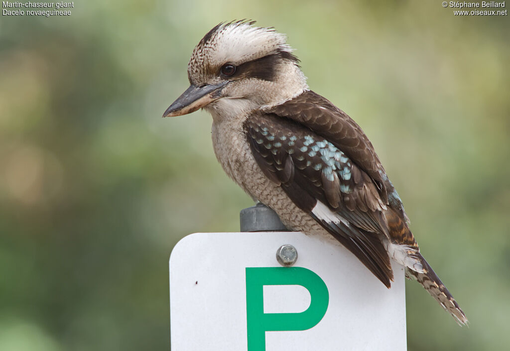 Laughing Kookaburra